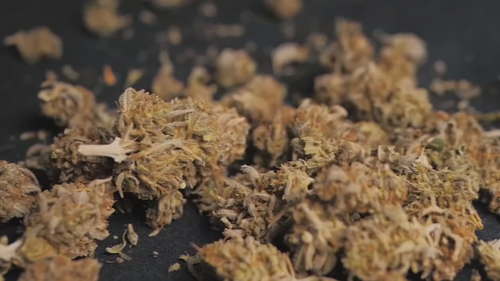 File photo of marijuana.