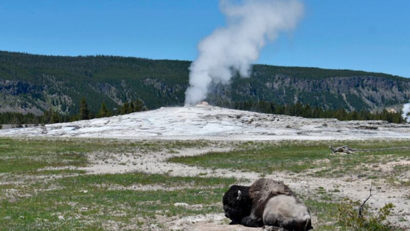 Conservation efforts, responsible farming, and an ambitious relocation effort have afforded a...
