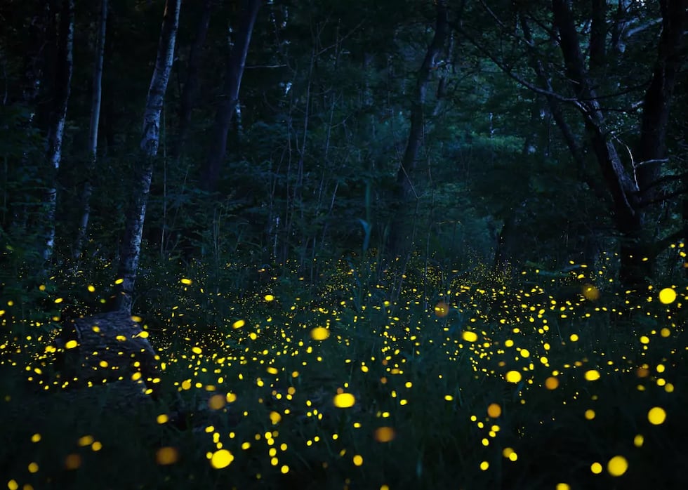 Each state has a secret, hidden wonder!