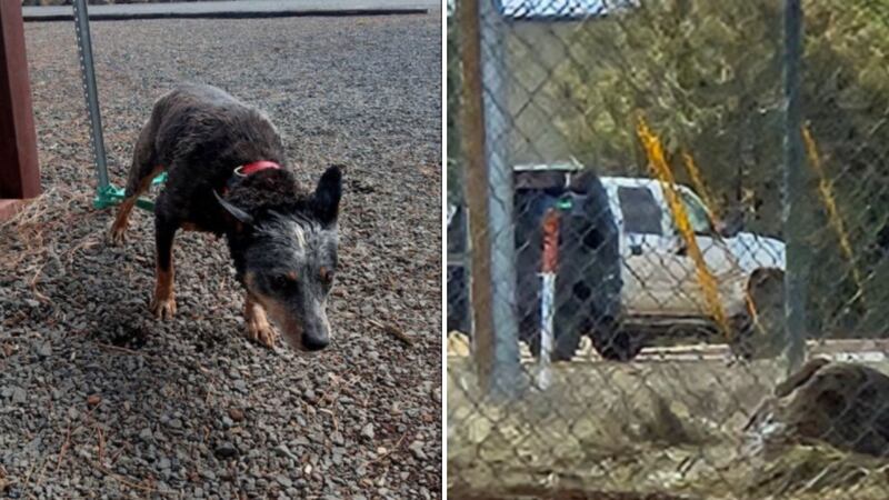 The dog is a heeler between five and six years old and wearing a red collar with a green leash.