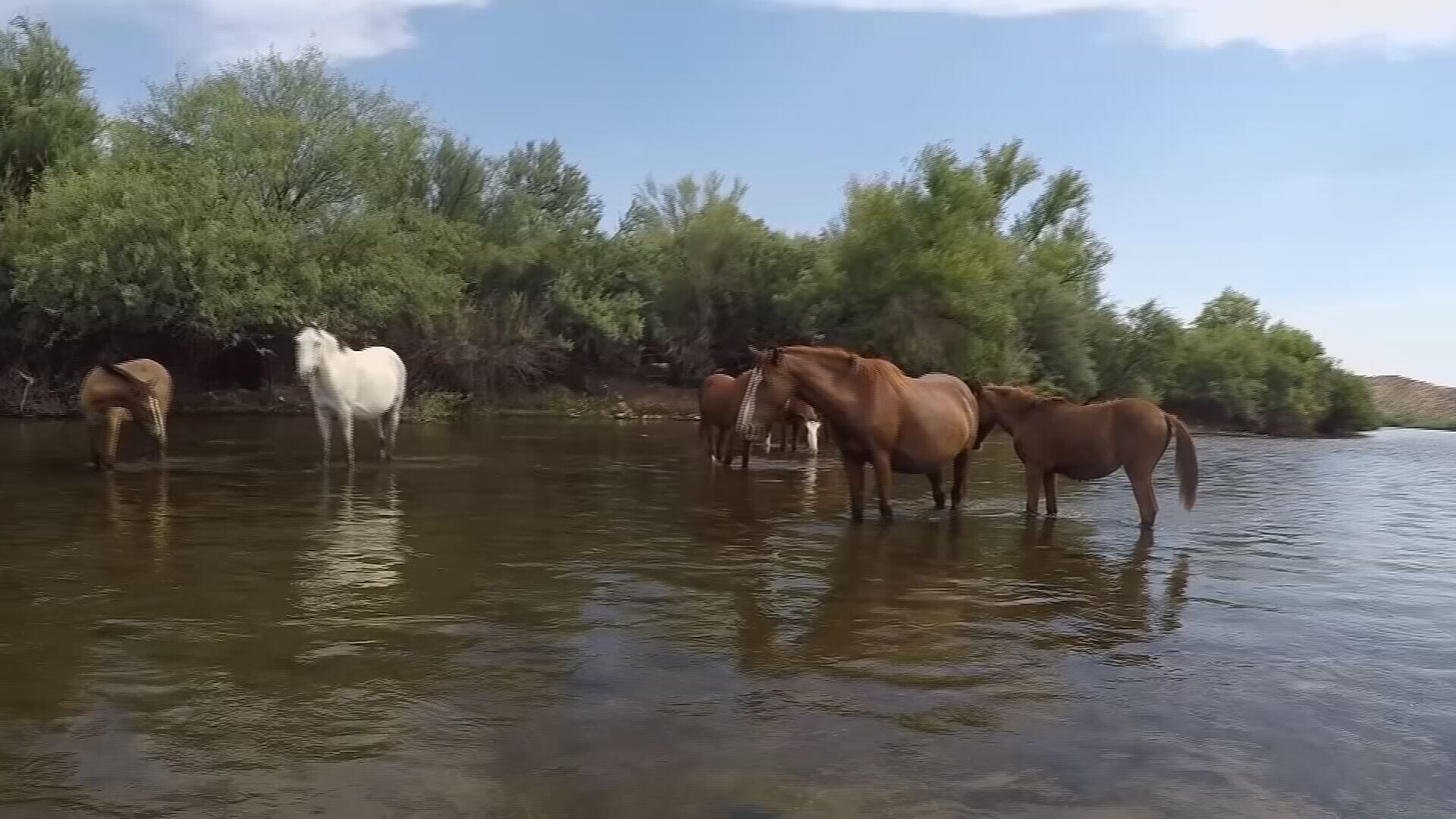 Salt River Wild Horse group urges floaters to be cautious while on the river around the animals - Vimarsana News