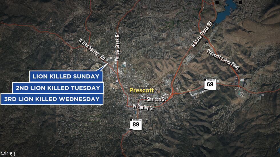 The four mountain lions were spotted roaming a Prescott neighborhood over the last few weeks.
