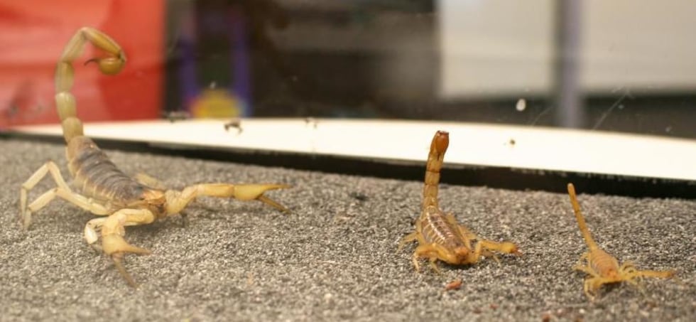 There are three types of scorpions in this photo (from left): the giant hairy scorpion, the...