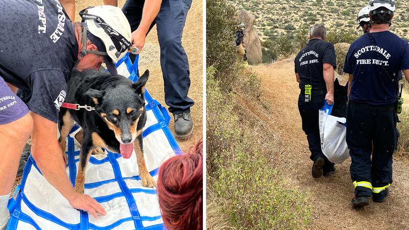 The dog got overheated and needed to be carried partly down the mountain.
