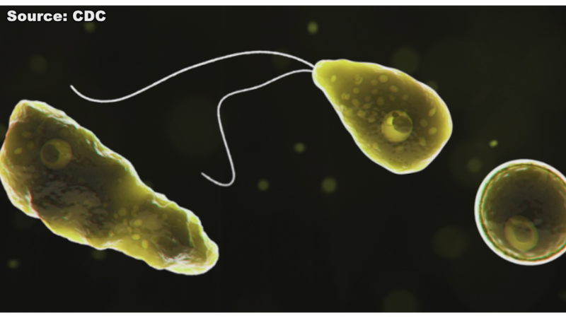 Brain-eating amoebas are extremely dangerous but very avoidable if you take appropriate...