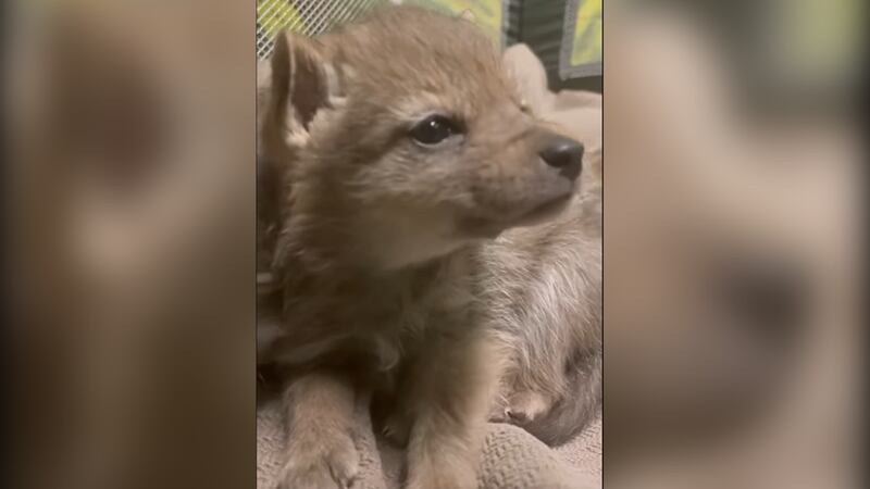 Black backed jackal pups at Wildlife World Zoo