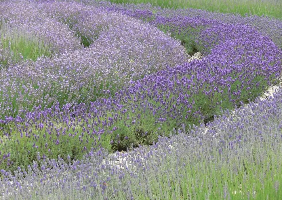 Each state has a secret, hidden wonder!