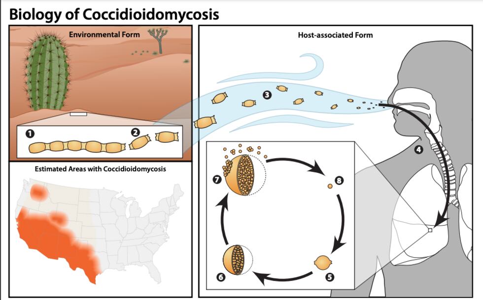 Researchers at Northern Arizona University and the University of Washington have teamed up to...