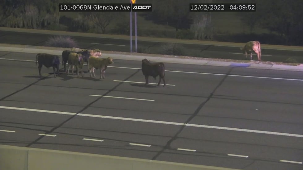 It's certainly nothing you see everyday... a herd of cattle on the Loop 101 in the West Valley!