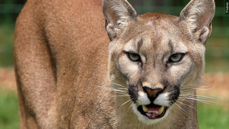 Game and Fish are still working to find the fourth mountain lion.