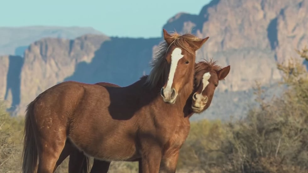Wild horses in Arizona