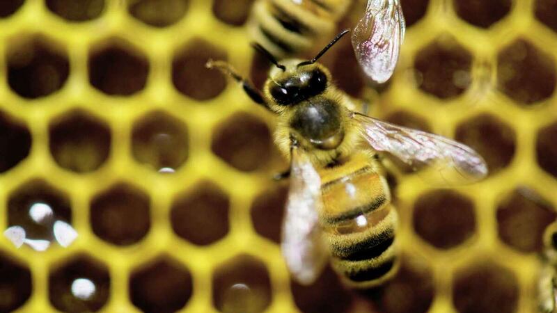 In this Jan. 28, 2014, file photo, a hive of honey bees is on display at the Vermont...