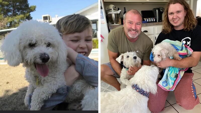 Minion was missing for 12 years. On Friday, Aug., 24, he was found by a Maricopa County Animal...