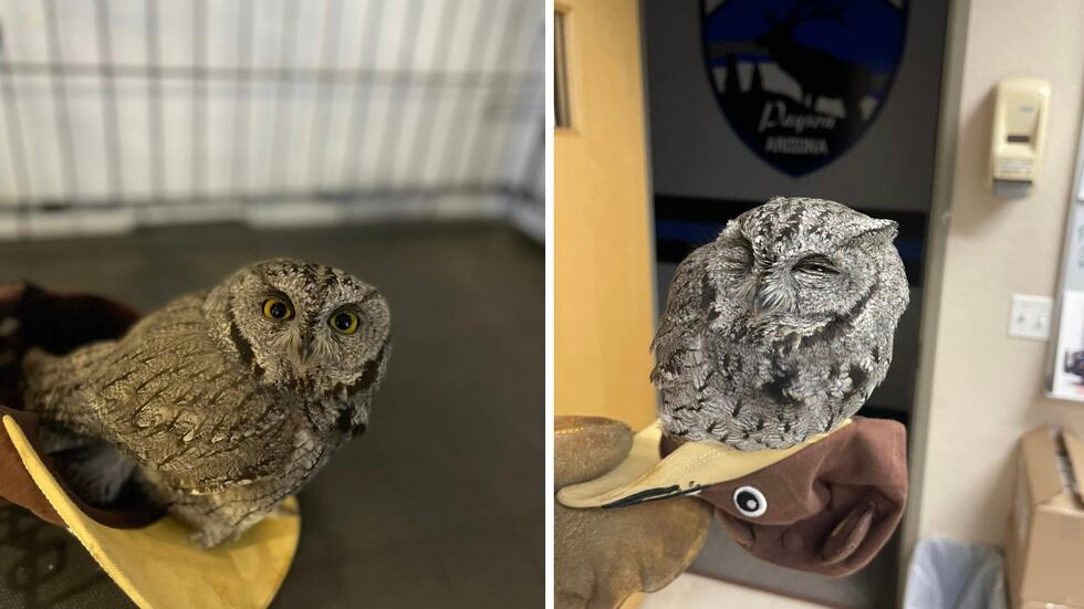 Unfortunately, the poor owl was injured and couldn’t be released back into the wild, so...