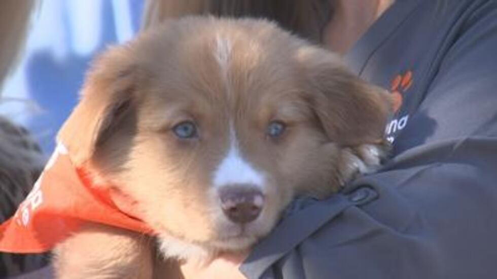 In addition to championing animal welfare legislation in Arizona, AHS has implemented several...