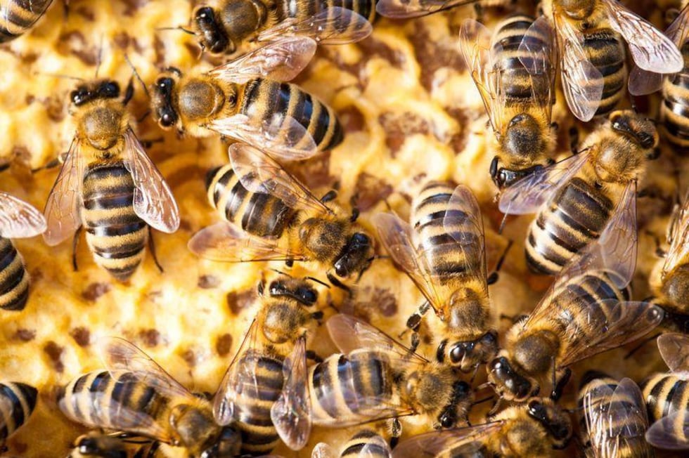 Africanized bees are extremely aggressive and are known to follow their victims for great...