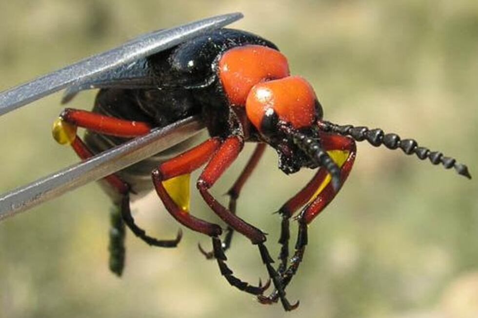 Blister Beetle (Source: asu.edu)