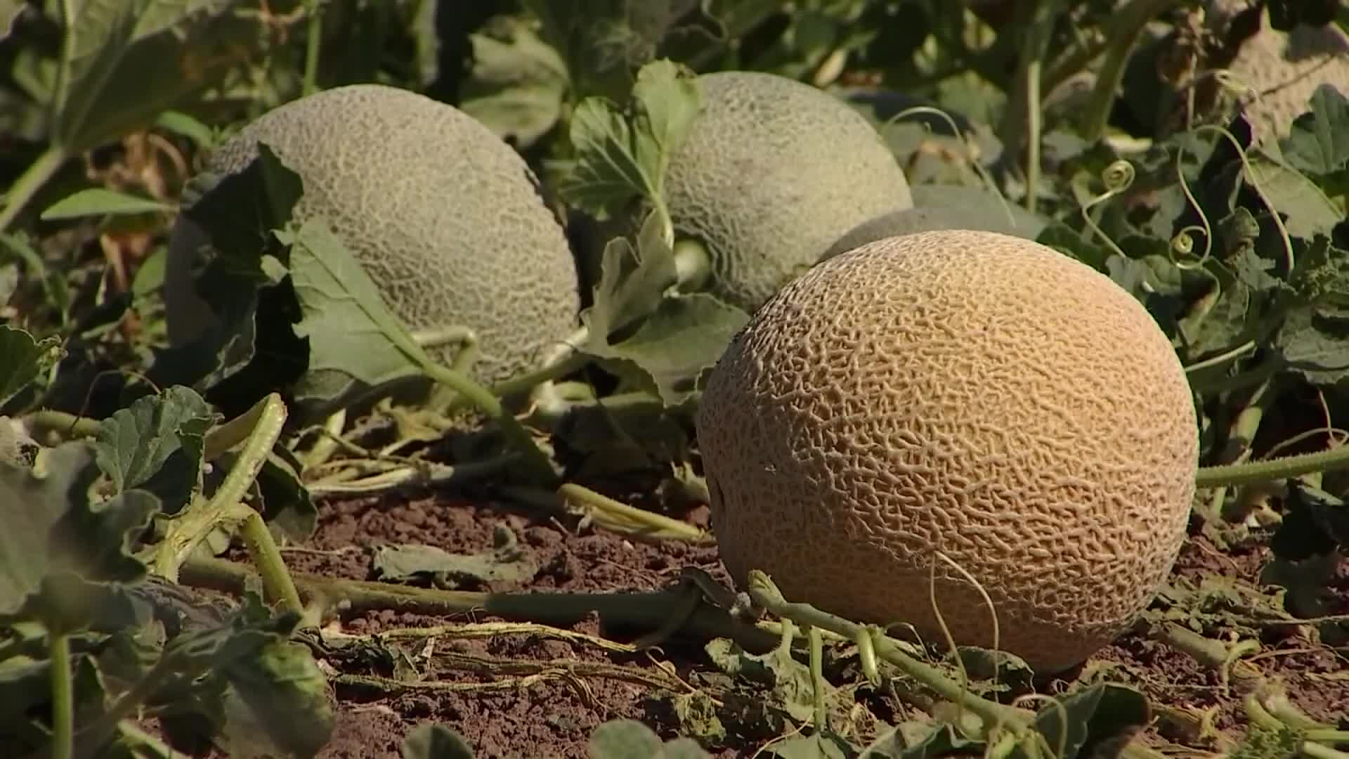 University of Arizona Yuma Agriculture Center harvesting melon - Vimarsana News