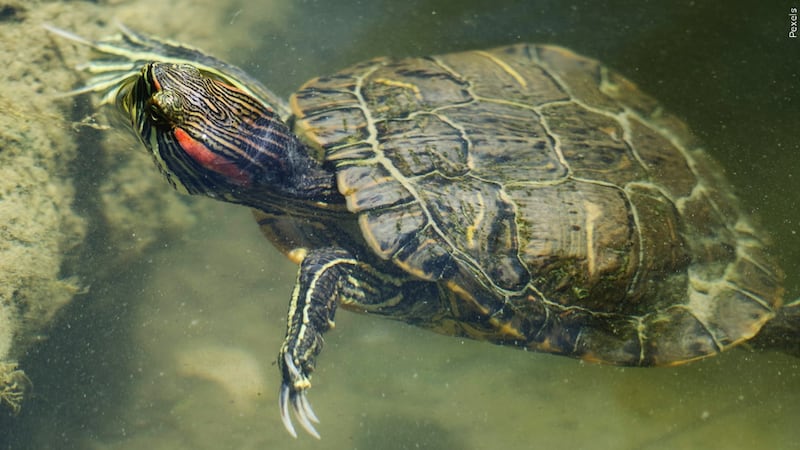 Health officials say not to kiss or snuggle with your pet turtle. In addition, they say not to...