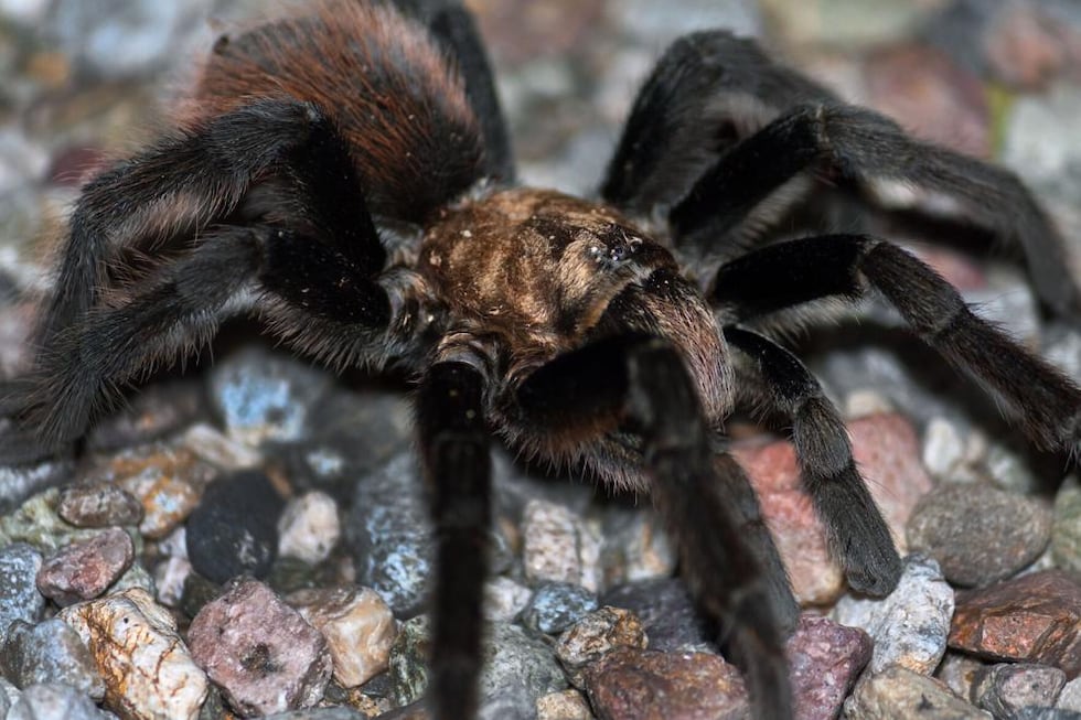 A male desert tarantula sits on a gravel surface in the Sonoran desert. (Credit: Jeanette...