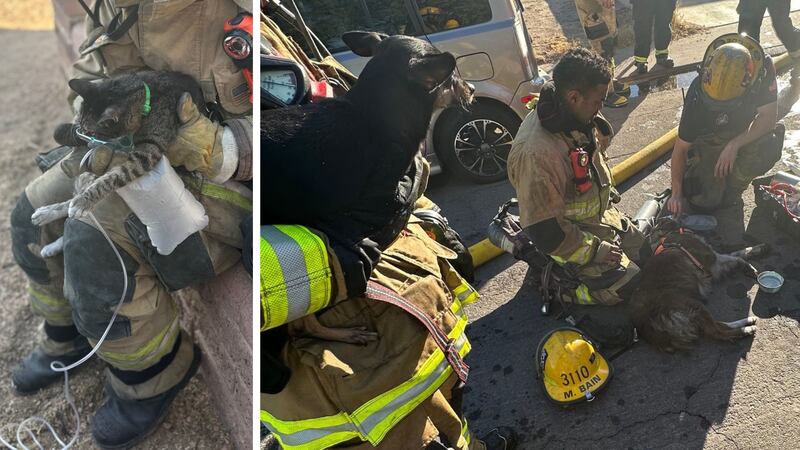 A firefighter giving oxygen to a grayish brown cat. A firefighter holding a small black dog...