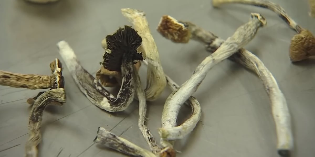New push to legalize psychedelic mushrooms for mental health in Arizona New push to legalize psychedelic mushrooms for mental health in Arizona