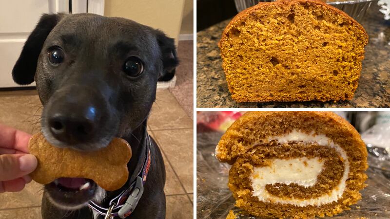 If you love everything pumpkin spice, pumpkin, and fall, the time is upon us as summer comes...