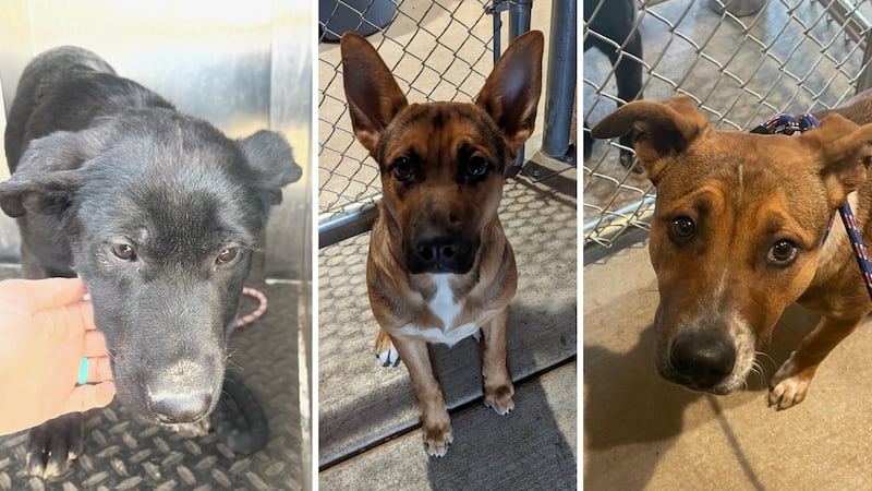 These are three dogs picked up by animal control officers in Prescott Valley since the...