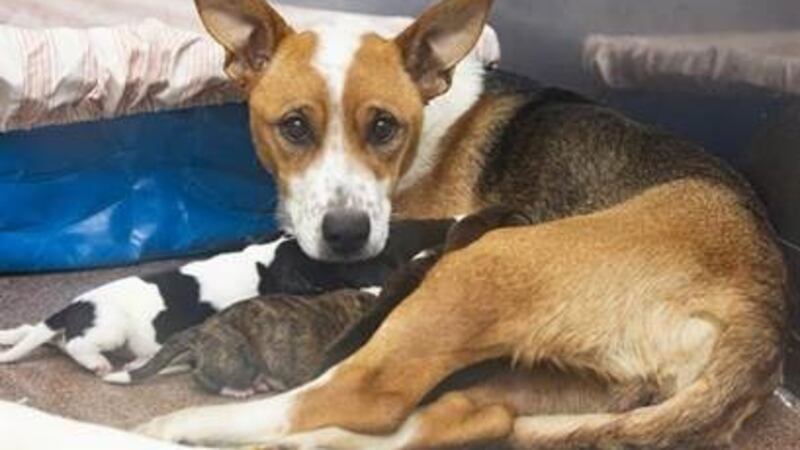 AHS is now asking for help by way of “Foster Heroes” to help take care of pets that need a...