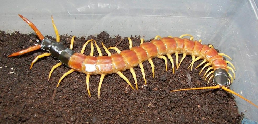 Desert centipede