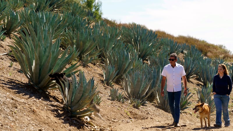 Leo Ortega and his wife walk around their property, surrounded by blue agave plants, in...