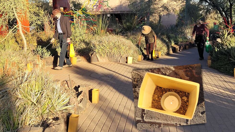 It takes 25 or so volunteers about 90 minutes to light all of the luminarias. Snuffing goes...